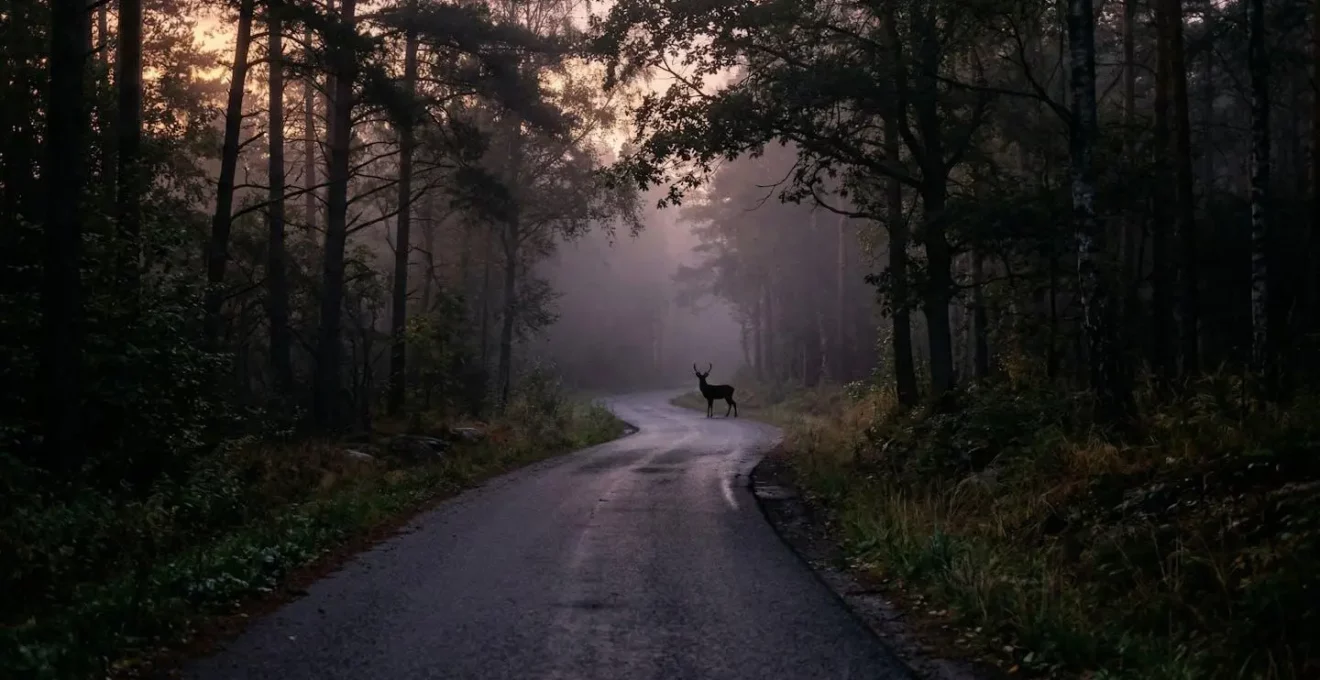 Route forestière au crépuscule avec silhouette d'animal sauvage en arrière-plan
